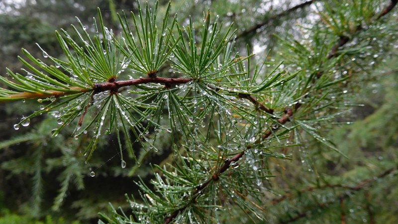 058 (2).JPG - Dew on the Larch
